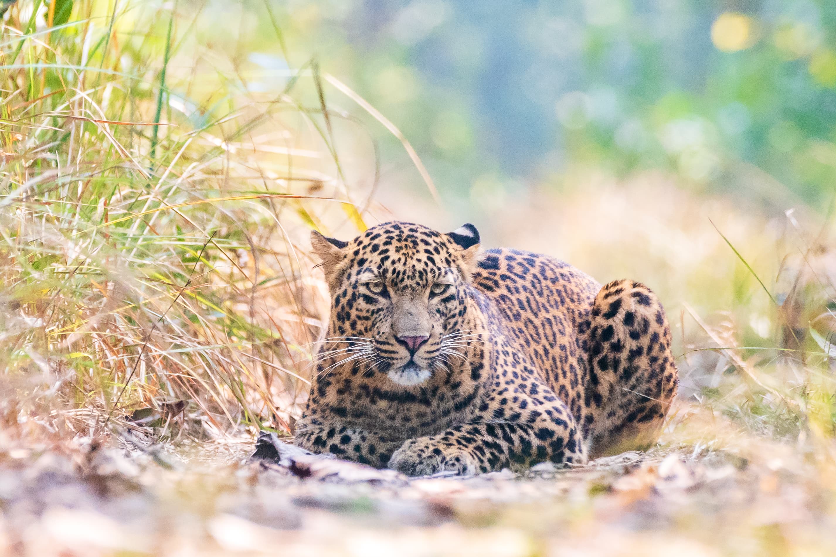 Wildlife Photography Tour — Forest Hideaway Resort