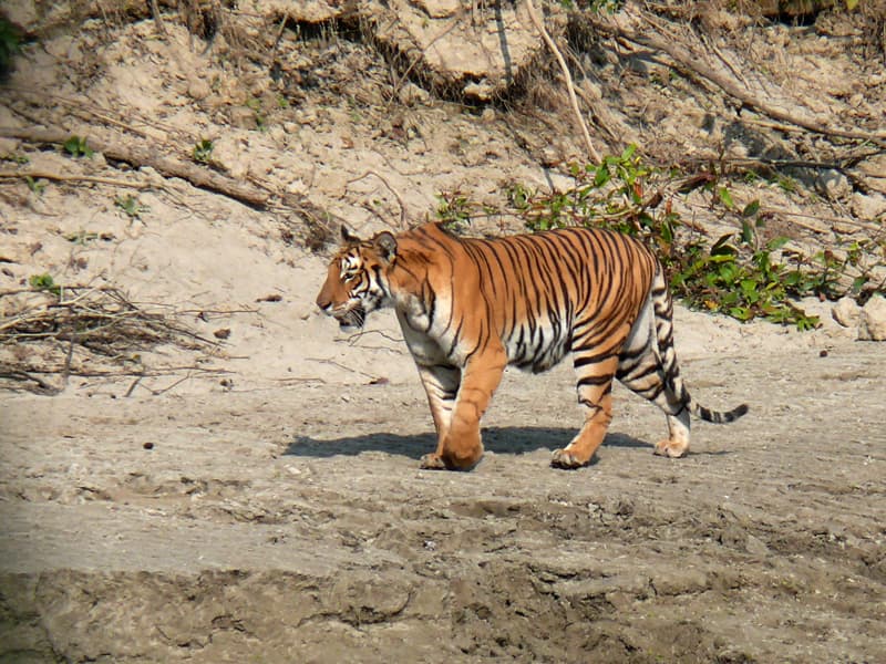 Tiger in Bardia